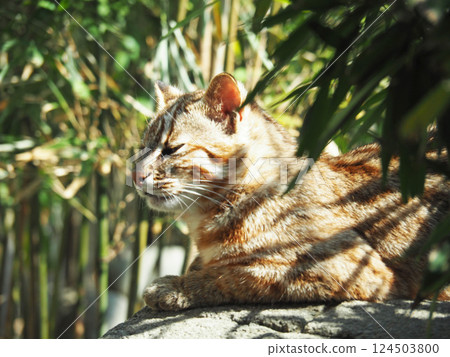 Tsushima eumaneko Tsushima eumaneko 124503800