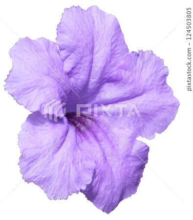 Purple Mexican petunia transparent Purple Mexican petunia transparent 124503805