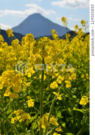 Kami-dake and Rape blossoms Kami-dake and Rape blossoms 124503850
