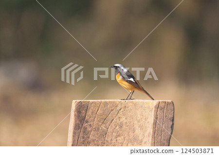 黃尾鴝 黃尾鴝 124503871