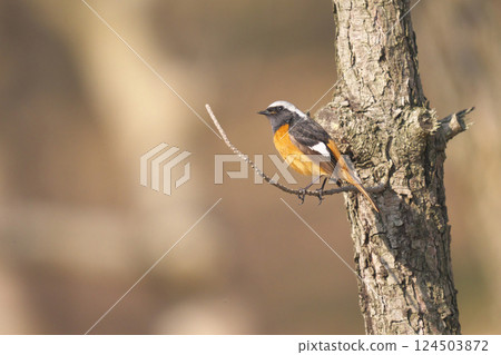 黃尾鴝 黃尾鴝 124503872