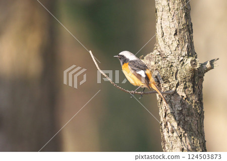 黃尾鴝 黃尾鴝 124503873