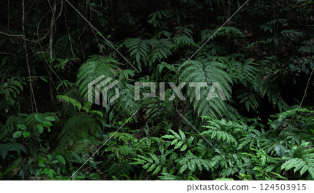 Leaves and ferns in a dark green tropical forest. Leaves and ferns in a dark green tropical forest. 124503915