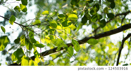 Green leaves nature in spring in the forest. Nature background image of leaves. 124503916
