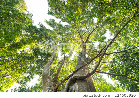 Big tree in green forest from below view. Good nature and environment. Nature conservation. 124503920