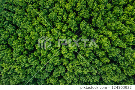 Aerial view of green trees of tropical forest. Green environment and carbon reduction. 124503922