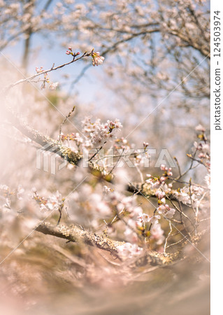 I saw the arrival of spring at Yamahara Embankment 124503974