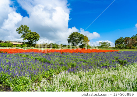Beautiful white, purple and red Salvia flower fields at Kuju Flower Park in autumn, Taketa City, Oita Prefecture 124503999