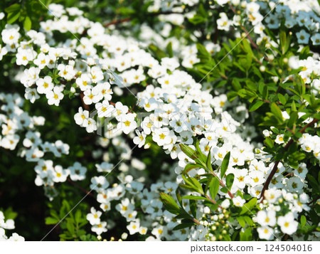 Willow flower 124504016