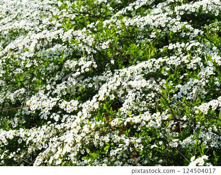 Willow flower Willow flower 124504017