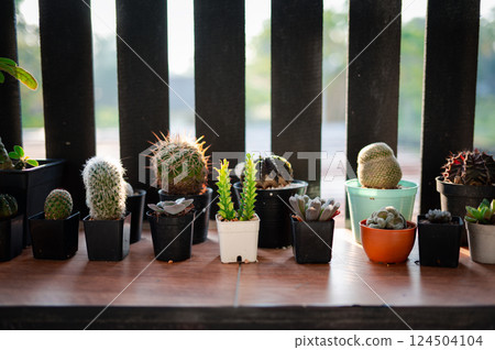 Cactus and succulent pots lined up in harmony, reflecting calmness, growth, and the serenity of a green lifestyle. 124504104