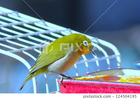 White-eye 124504195