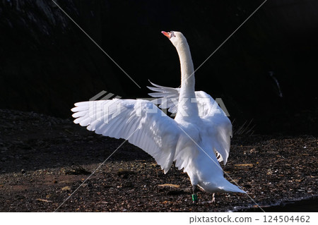 A swan resting its wings on the surface of the water after migration 124504462