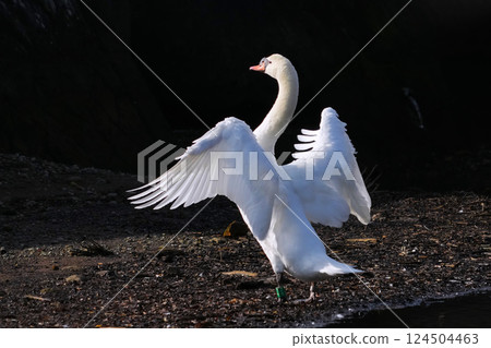 A swan resting its wings on the surface of the water after migration 124504463