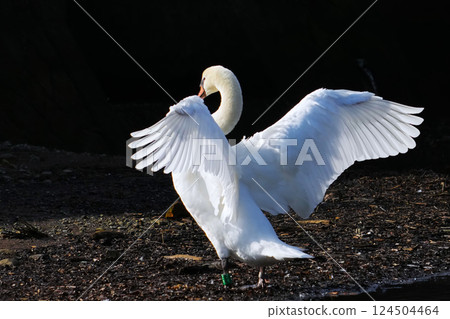 A swan resting its wings on the surface of the water after migration A swan resting its wings on the surface of the water after migration 124504464