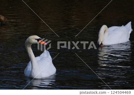 遷移後將天鵝的翅膀靠在水面上的天鵝 124504469