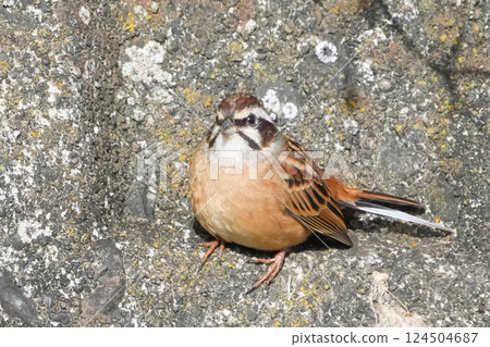 White fish White fish 124504687