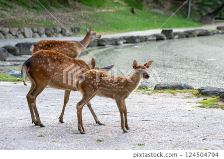 Nara deer 124504794