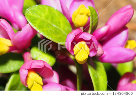 常盤姬萩花 常盤姬萩花 124504860