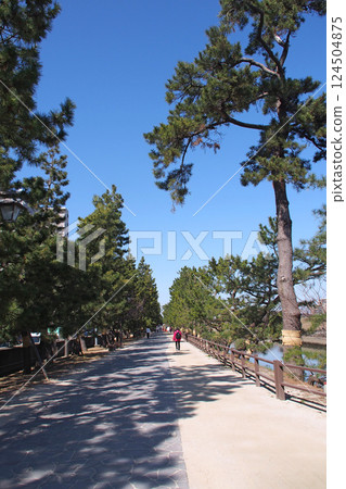 Soka Matsubara, a scenic spot on the Oku no Hosomichi trail [Soka City, Saitama Prefecture] 124504875