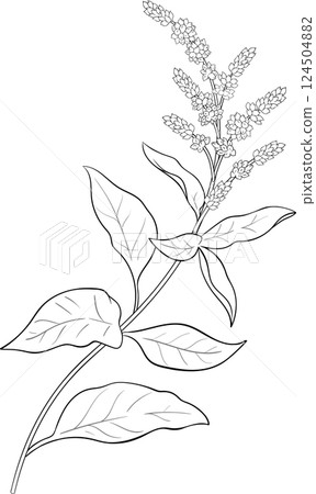 Amaranth  Plant with Flowers  and Leaves Outline Illustration 124504882