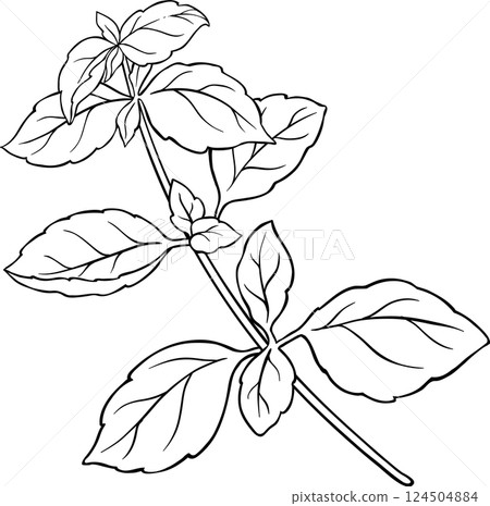 Basil Branch with Leaves Outline Illustration Basil Branch with Leaves Outline Illustration 124504884