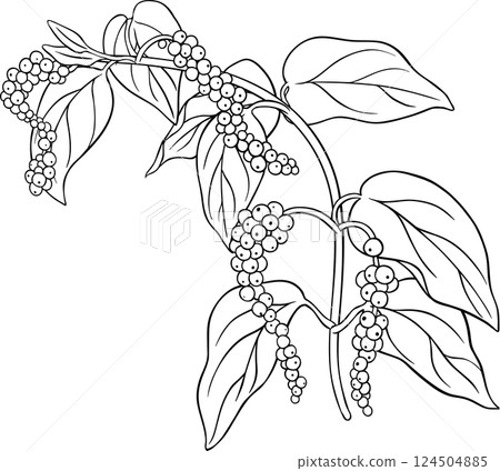 Black Pepper Branch  Outline Illustration 124504885