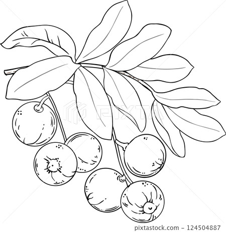 Brazil Nut Branch with Nuts and Leaves Outline Illustration. Organic natural nutritional healthy food ingredient, vegetarian diet product.  Brazil Nut Branch with Nuts and Leaves Outline Illustration. Organic natural nutritional healthy food ingredient, vegetarian diet product.  124504887