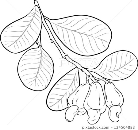 Cashew Branch with Nuts and Leaves Outline Illustration. Organic natural nutritional healthy food ingredient, vegetarian diet product.  124504888