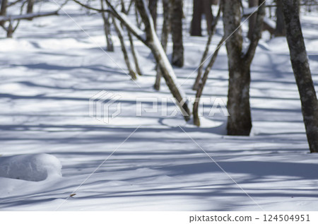 白雪皚皚的森林 124504951