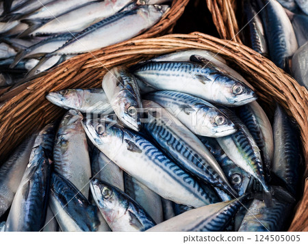 Mackerel - Fresh fish series 124505005