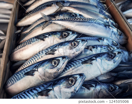Mackerel - Fresh fish series 124505006