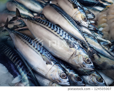 Mackerel - Fresh fish series 124505007