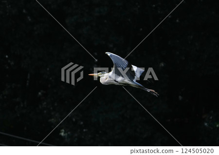 Heron Heron 124505020