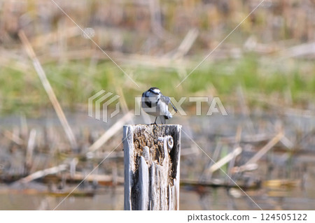 cute wagtail cute wagtail 124505122