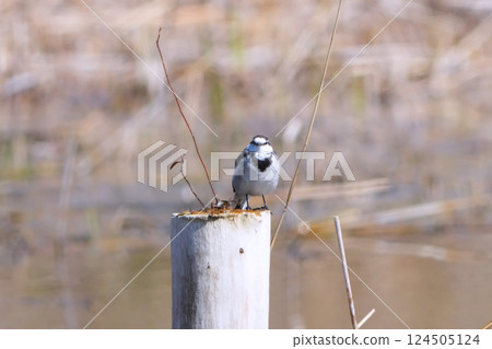 cute wagtail cute wagtail 124505124