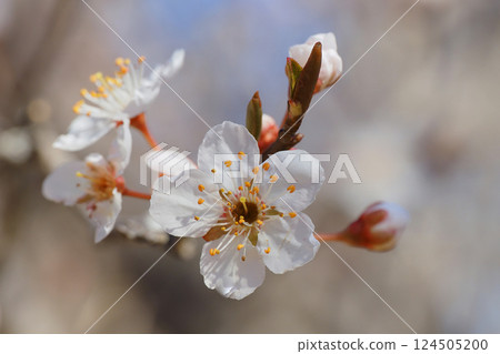 Plum flowers Plum flowers 124505200