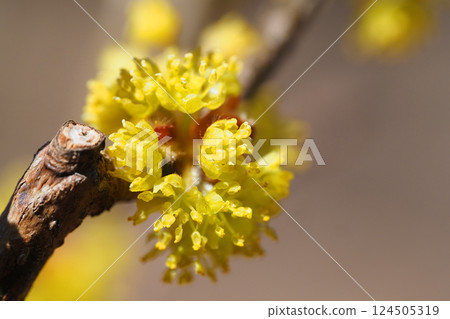 Dancarubi花 124505319