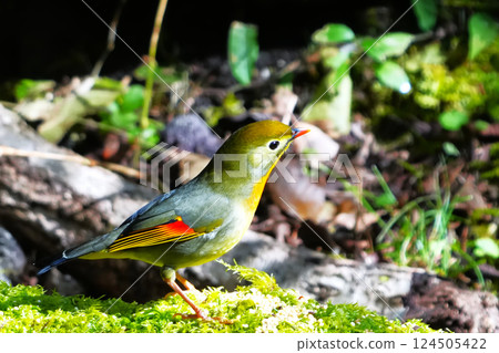 紅嘴相思鳥 紅嘴相思鳥 124505422