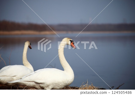 Two whooper swan 124505486