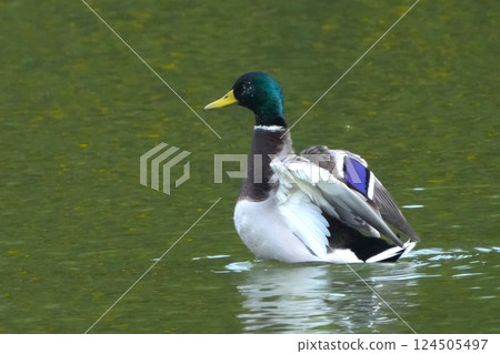 鴨 鴨 124505497