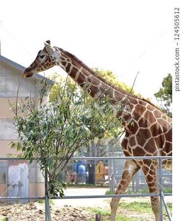 與長頸鹿的風景 124505612