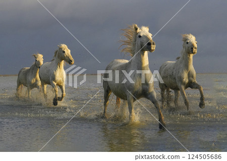 卡馬格的白馬 124505686