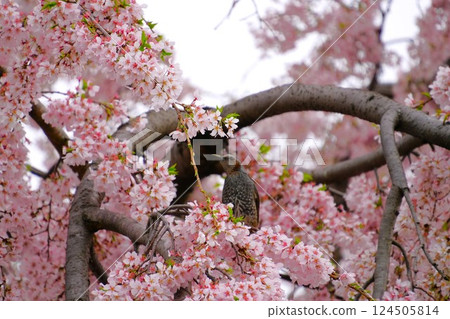 A bulbul perching on a cherry tree A bulbul perching on a cherry tree 124505814