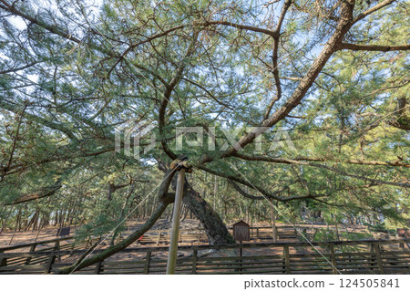 羽衣松（第三代） 124505841