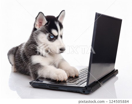 哈士奇小狗操作電腦 124505884