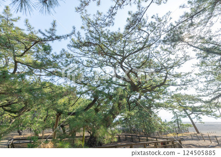 羽衣松（第三代） 124505885