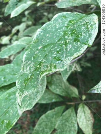 Variegated green leaf closeup with few drops of water after the rain. 124506050
