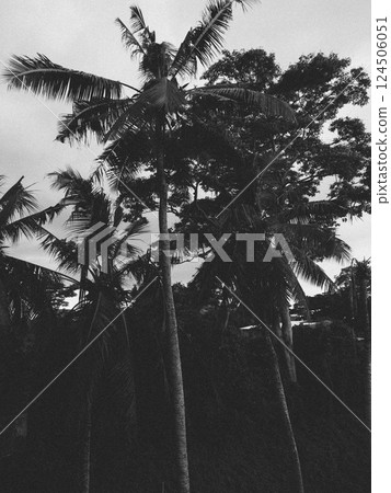 Silhouettes of palm trees on the shore in black and white color Silhouettes of palm trees on the shore in black and white color 124506051