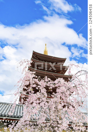 春天的淺草寺（垂枝櫻花） 124506458